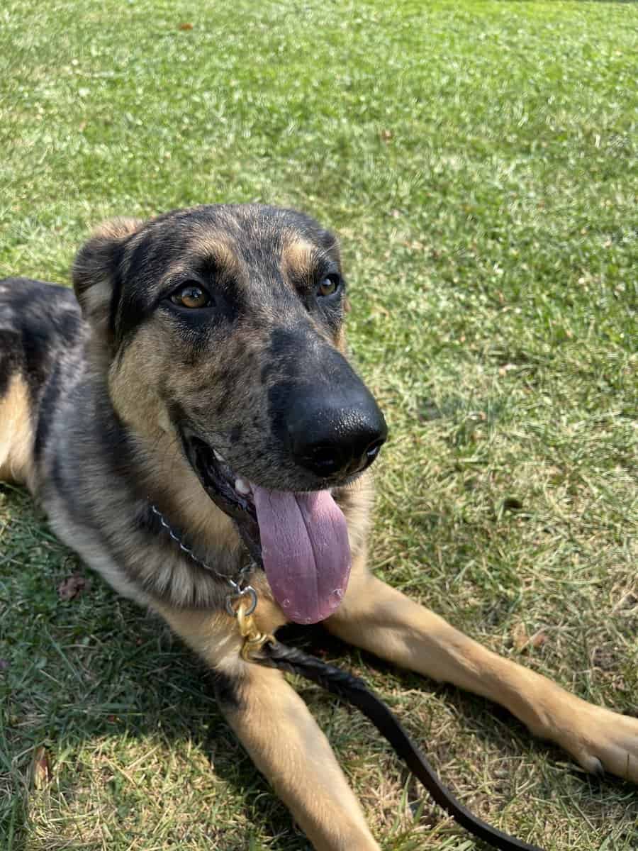 German Shepherd / Australian Shepherd image 5