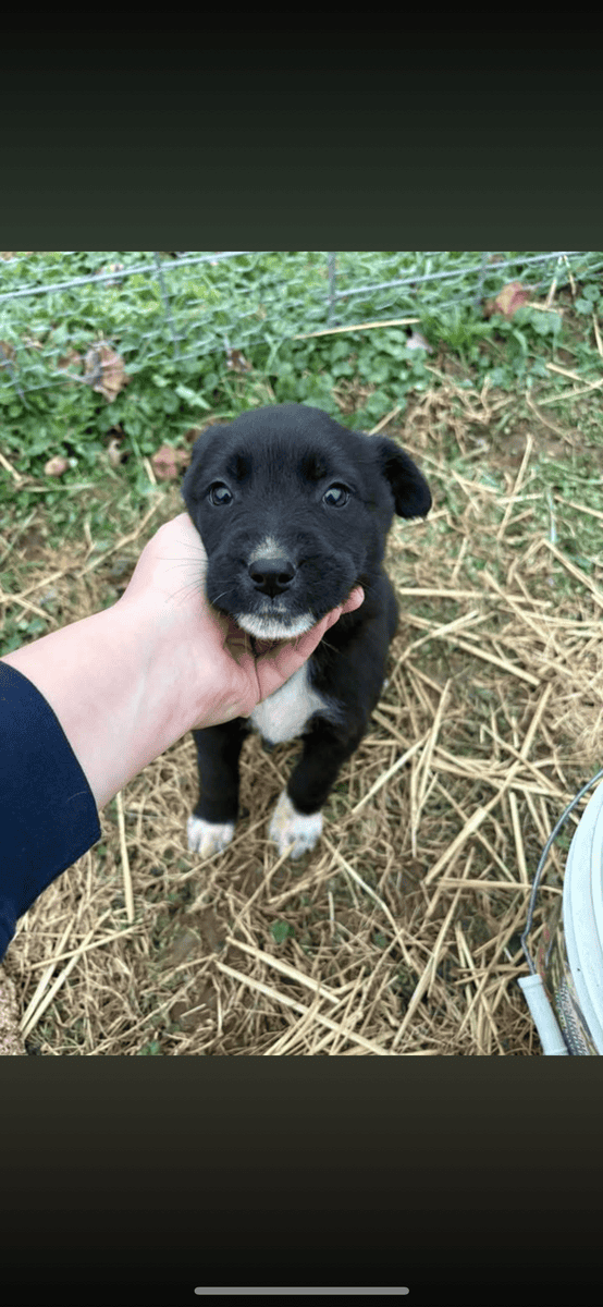 German Shepherd Mix Puppies image 2
