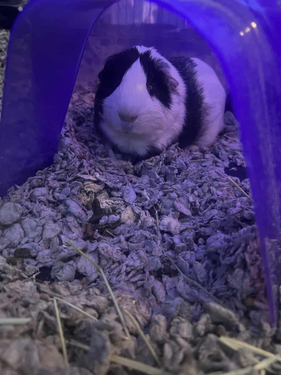 Guinea pig for rehoming image 1