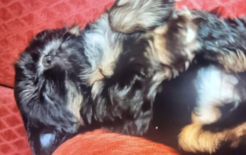Registered shitzu pups image 1