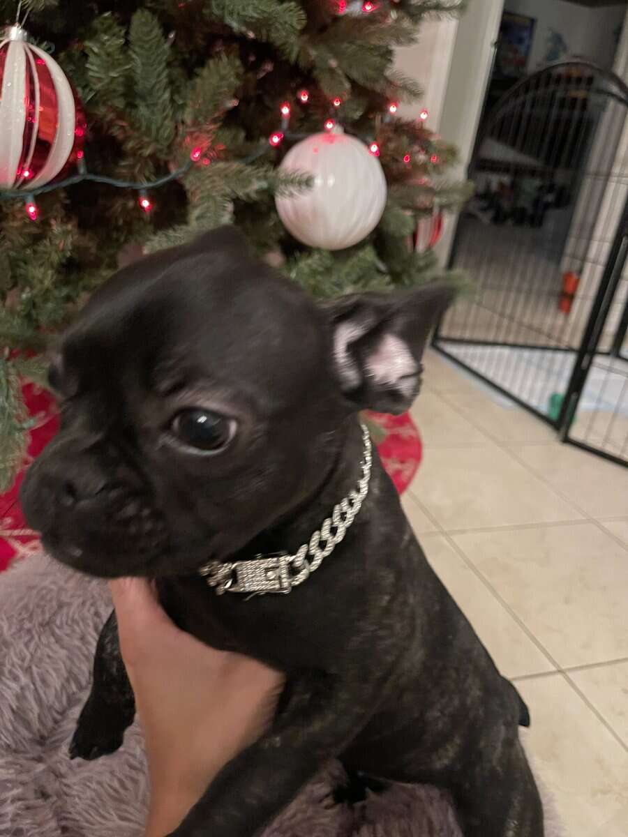 Christmas French Bulldog Pup image 2