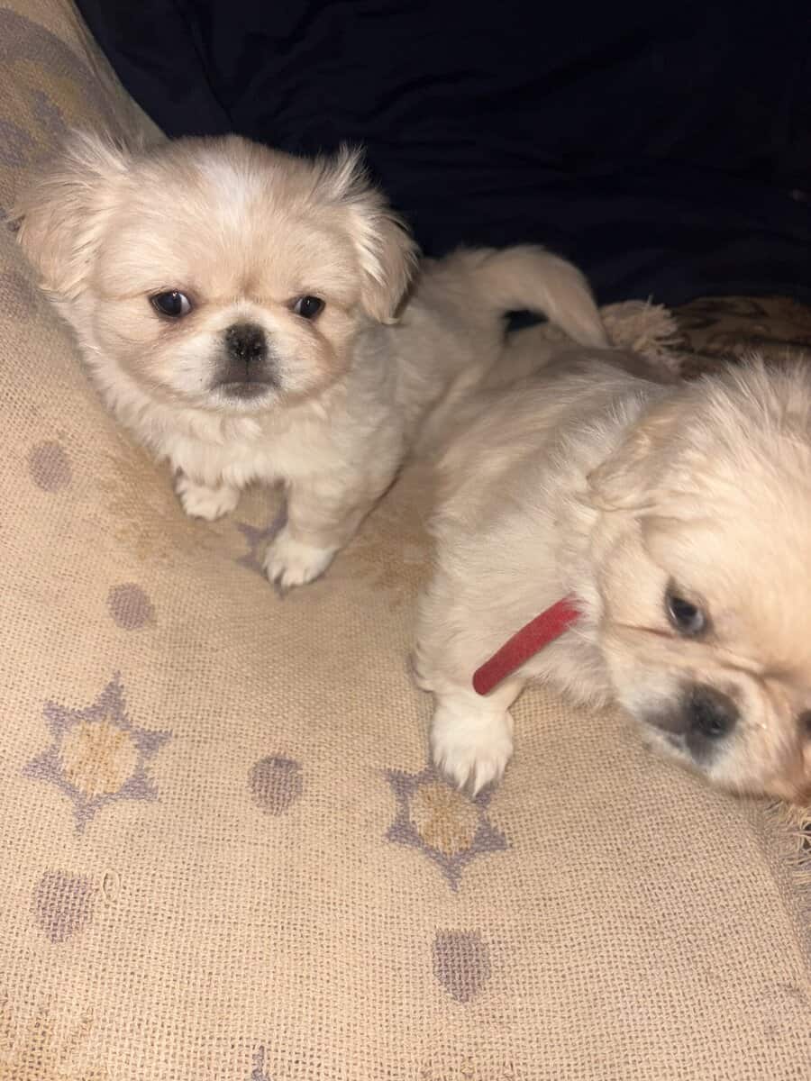 Pekingese puppies image 8