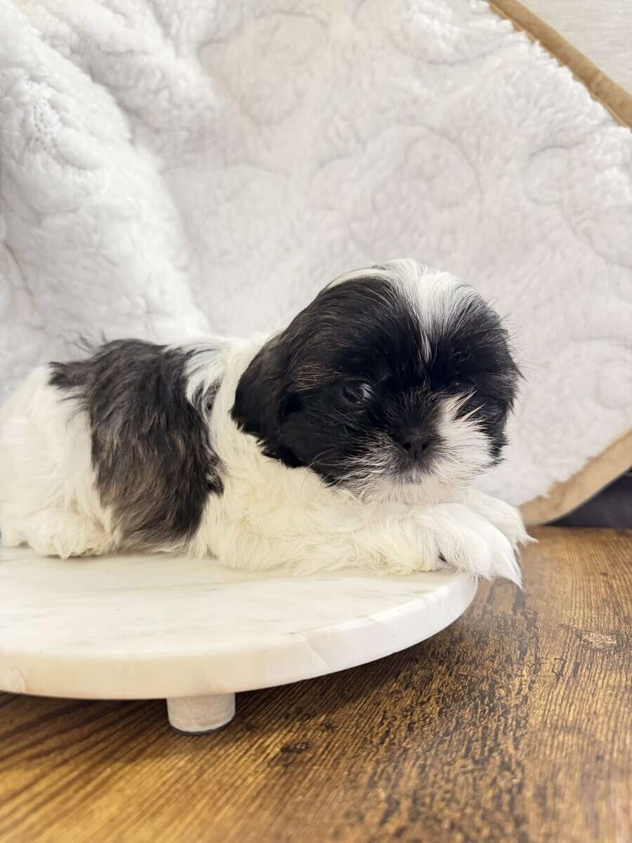 Imperial Shih Tzu puppies image 2