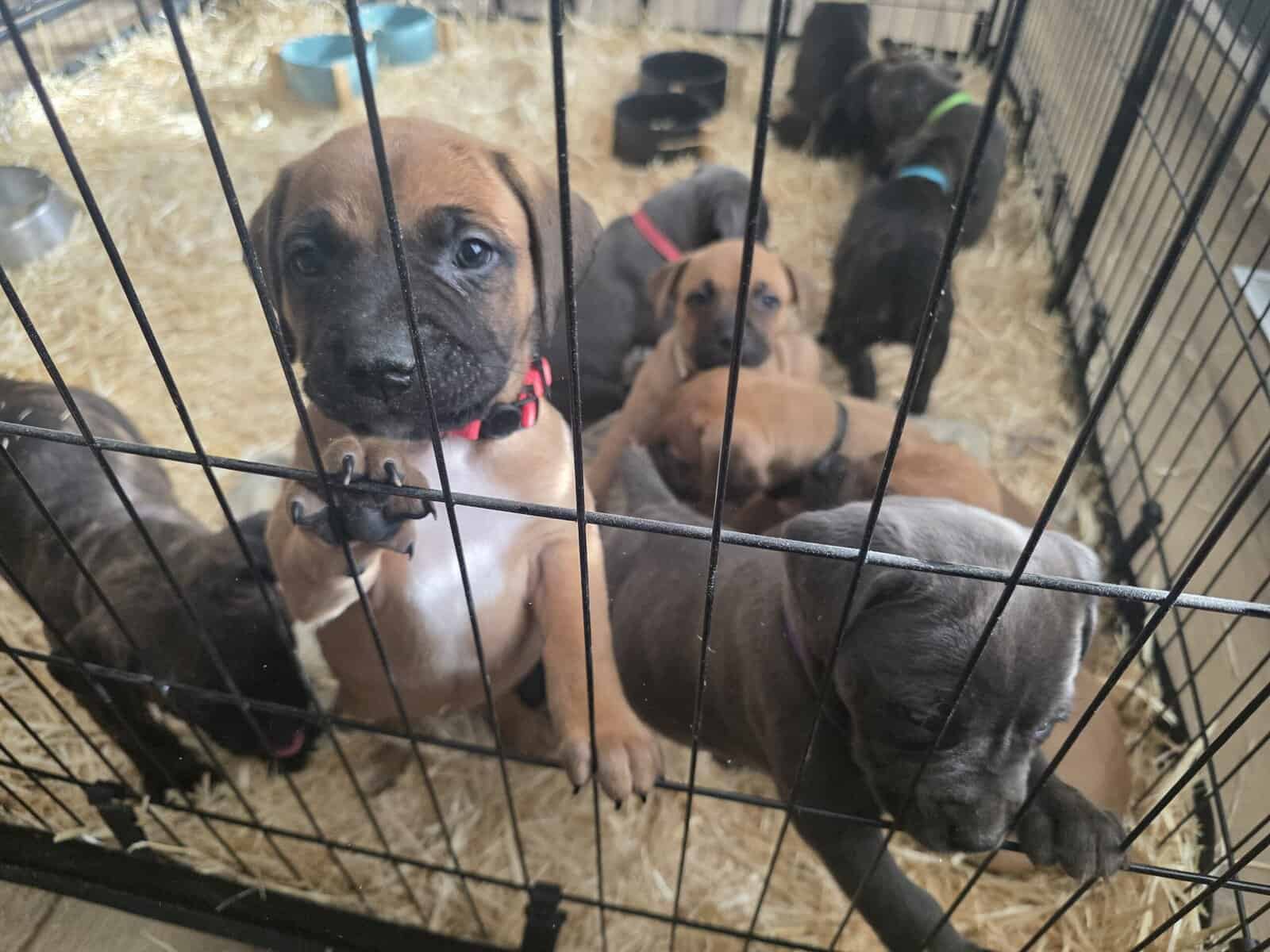 Cane Corso/American Pitbull image 5