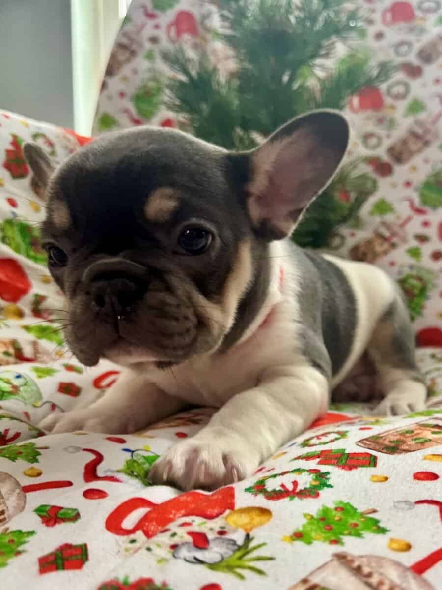 AKC Registered French Bulldog Puppy image 5