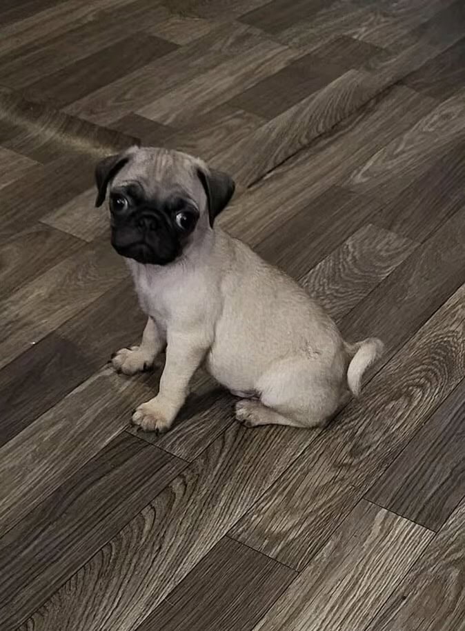 Pug puppy image 1