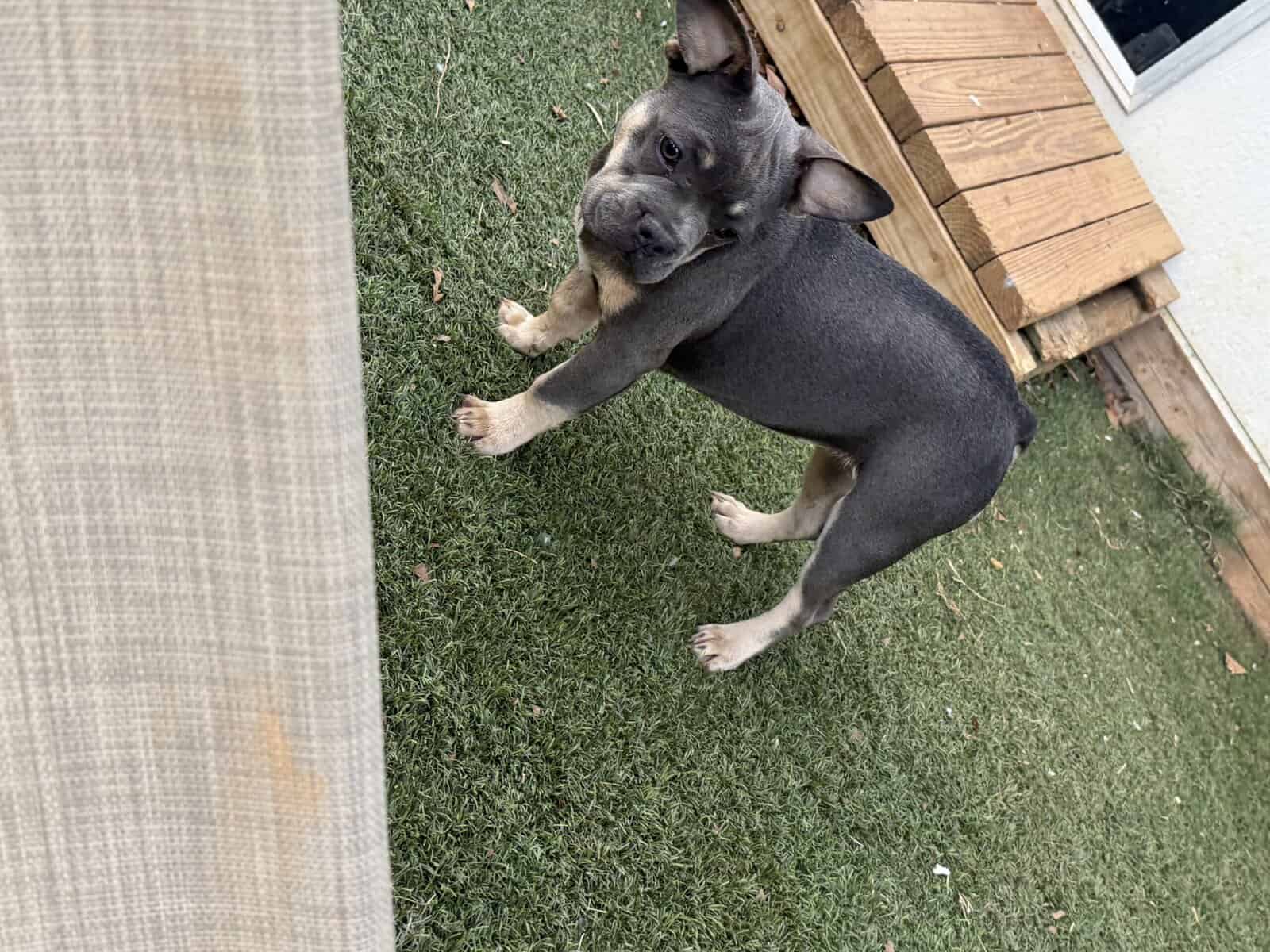French bulldog puppy Purple image 3