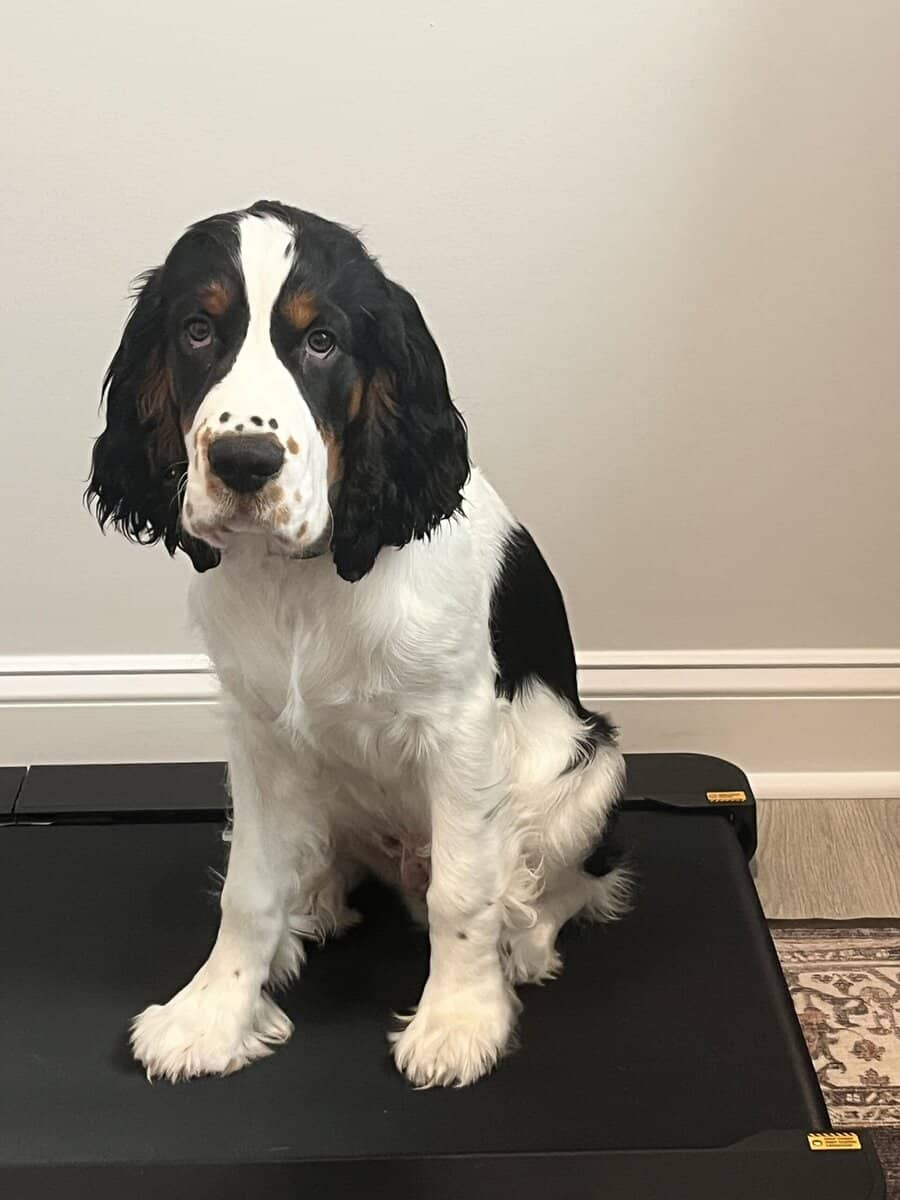 English Springer Spaniel image 1