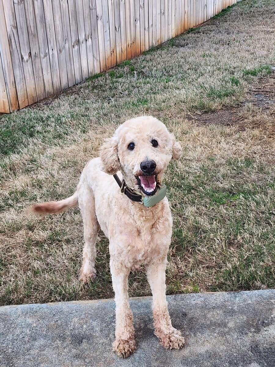 Goldendoodle Needing Loving Home image 2