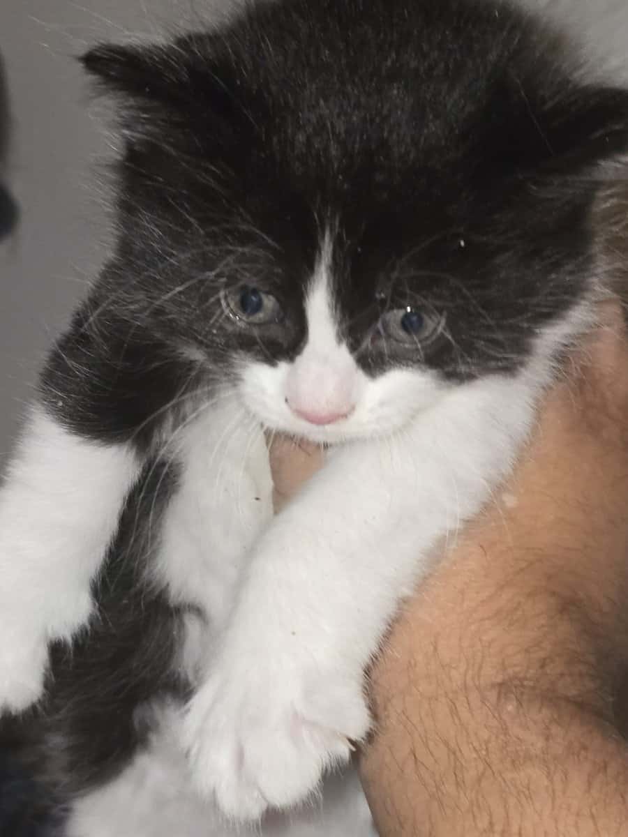 Cute kitten image 2