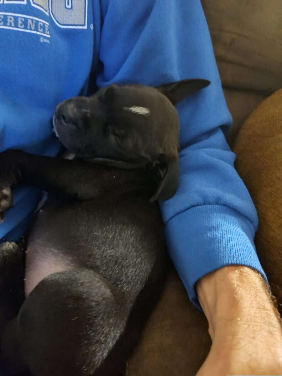 American pitt bull terrier puppies image 7