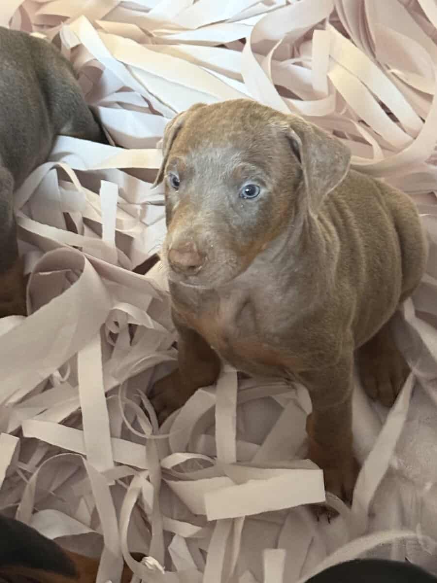 Doberman puppies image 3