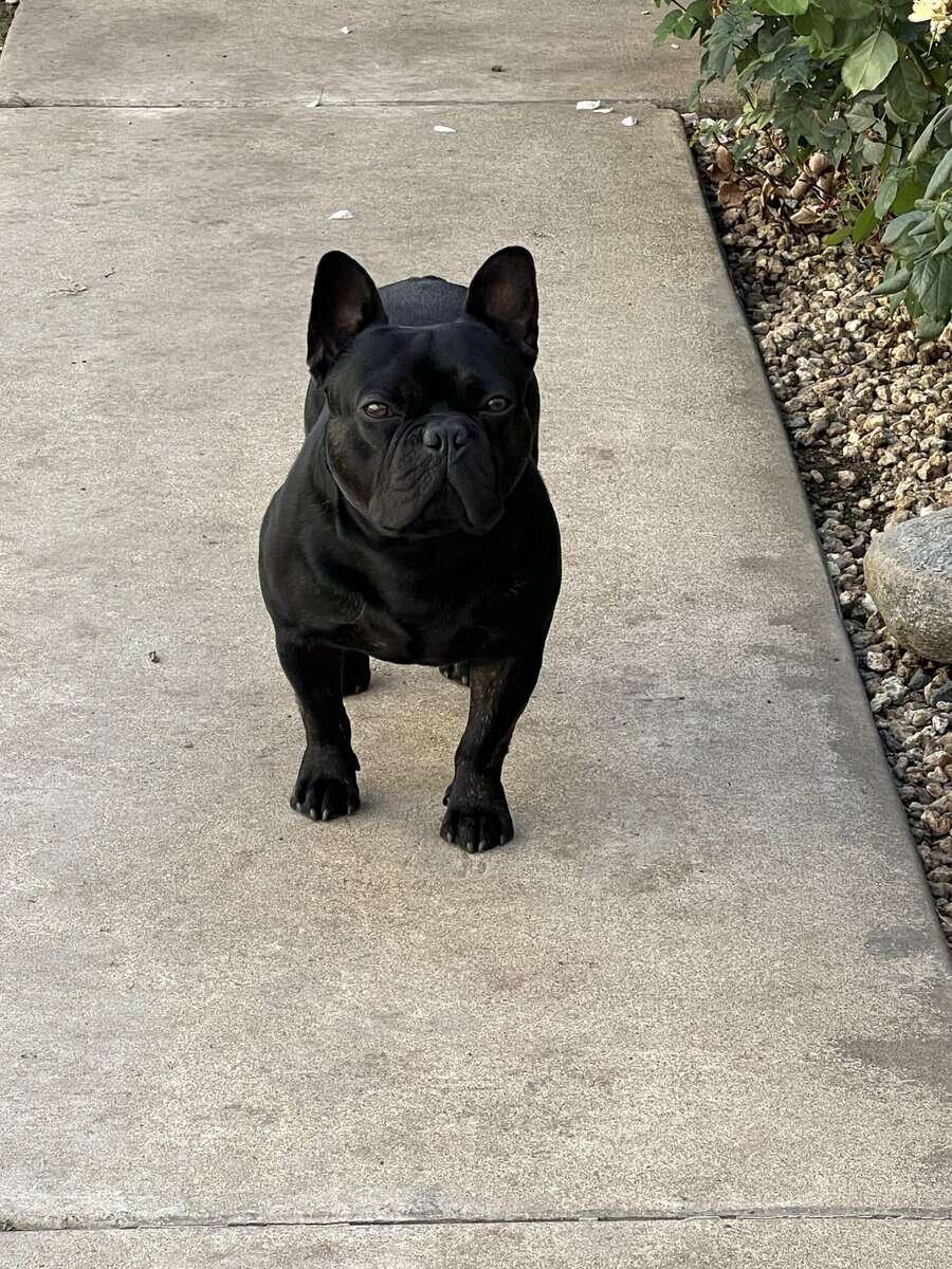 Rehome image 1