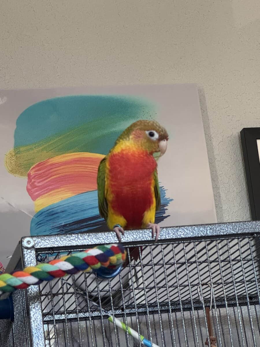 Green Cheek Conure image 3