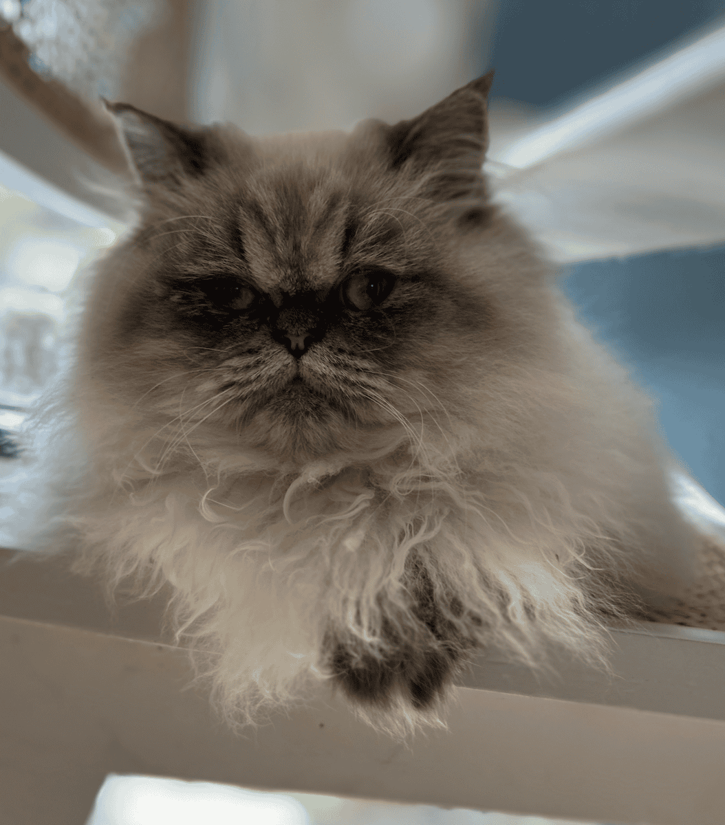 Beautiful, Pure White, Blue-Eyed Persian Kitten image 4