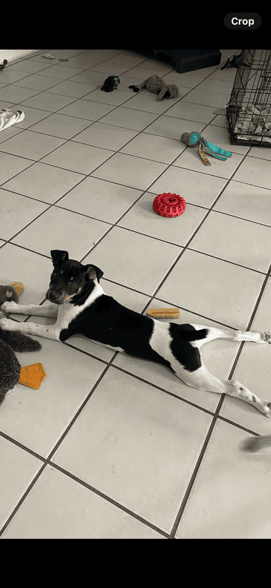 Male Rat Terrier image 1