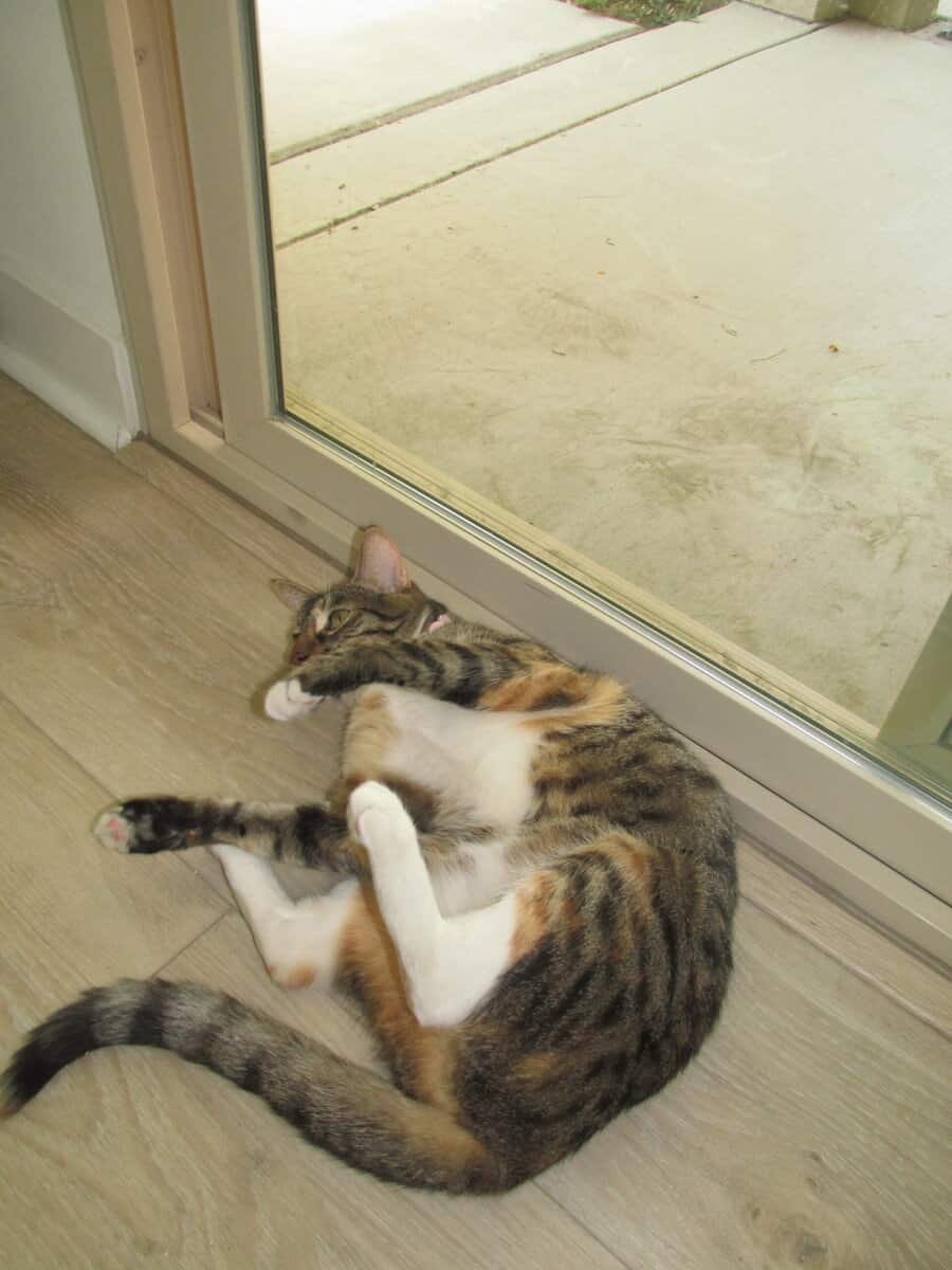 Sweet baby girl cat needs to be rehomed image 4