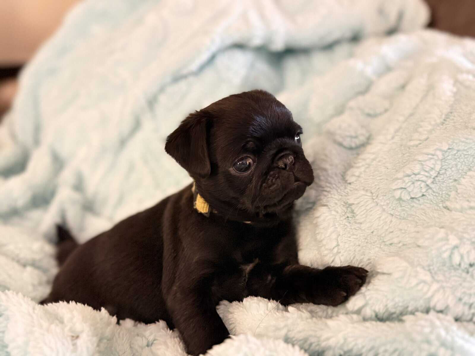 BLACK FEMALE PUG PUPPIES NEAR BOSTON image 3