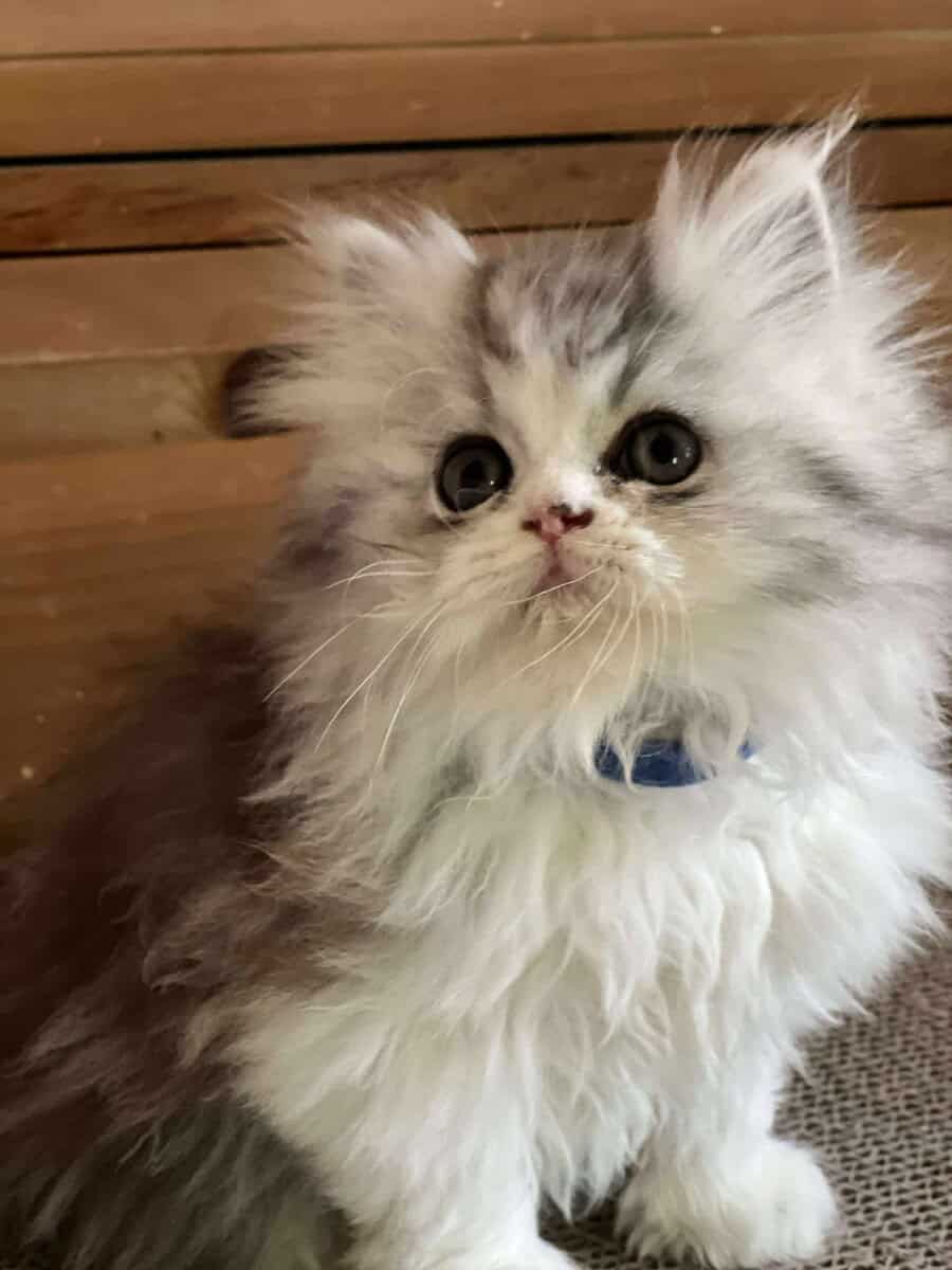 CFA registered Persian kittens image 3