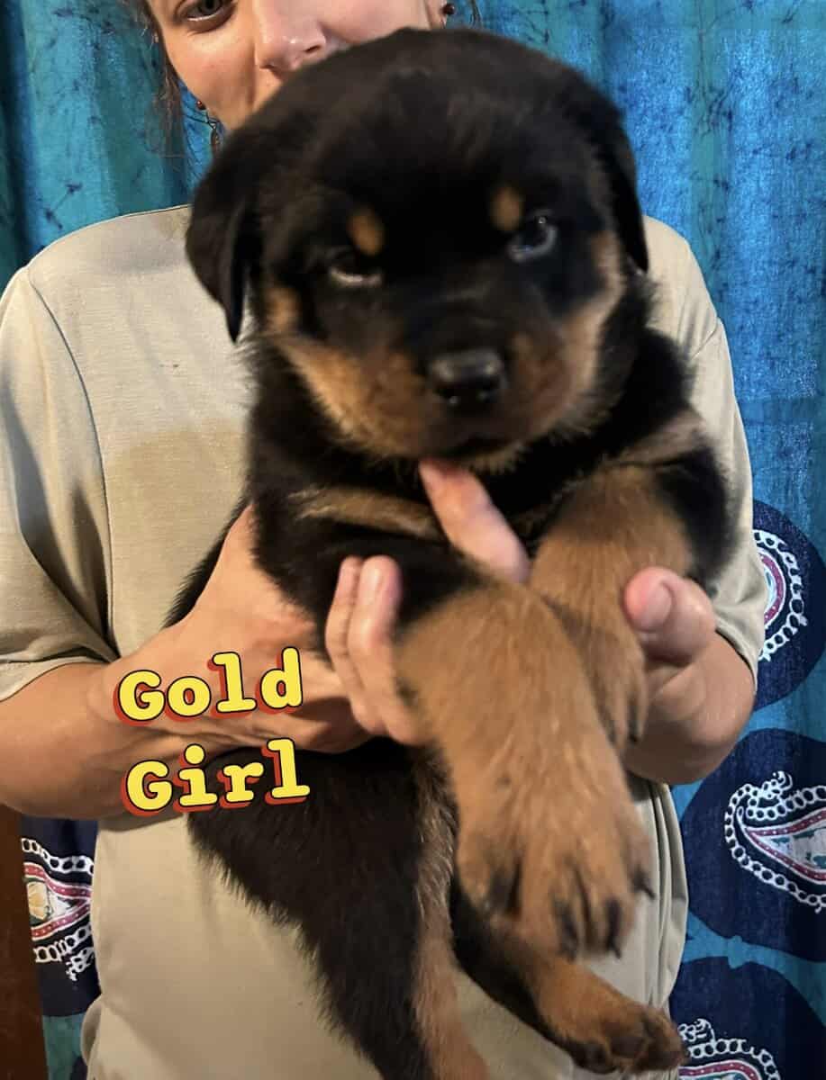 Rottweiler Puppies- AKC Champion bloodlines image 2