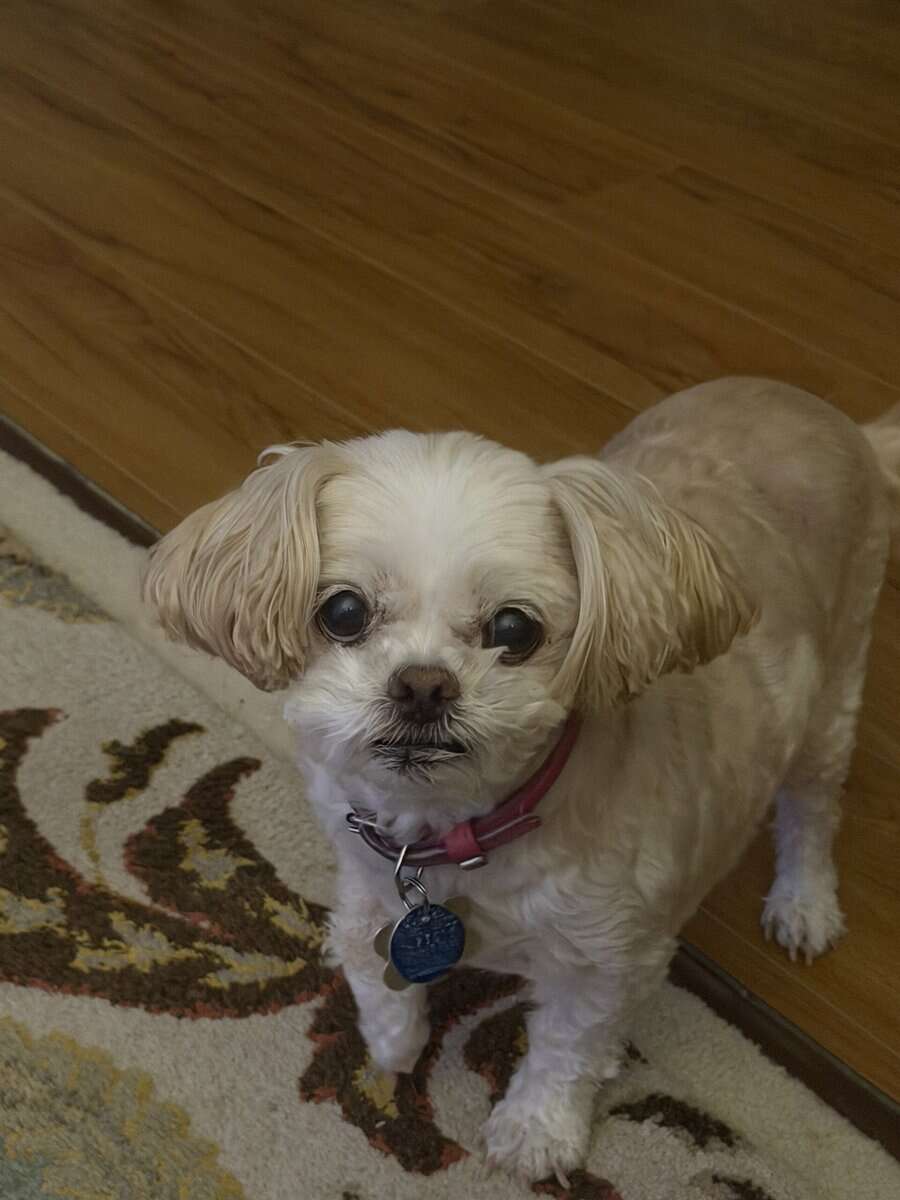 Sweet senior girl looking for companion image 1