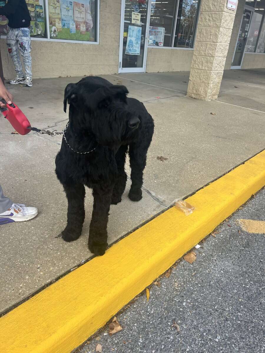 Dog for sell image 1