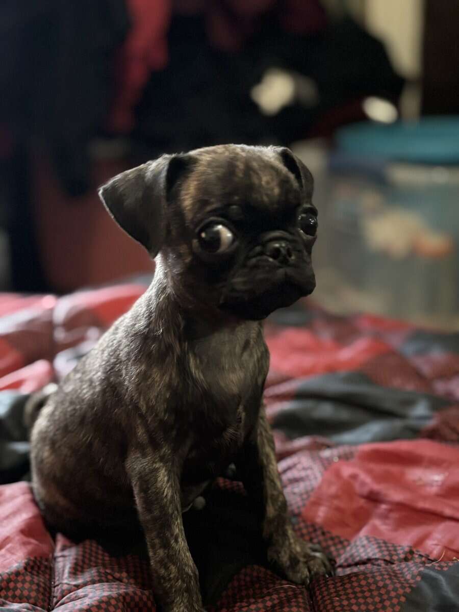 Needs a Forever Home image 1