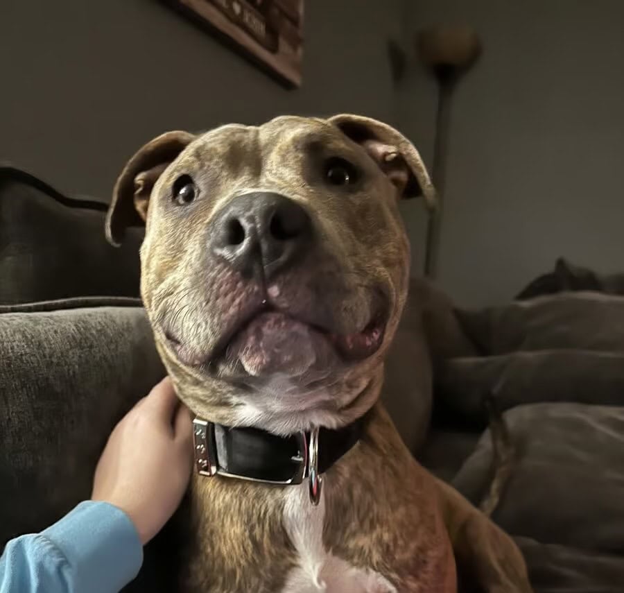 10 month old Bully Pitbull image 1