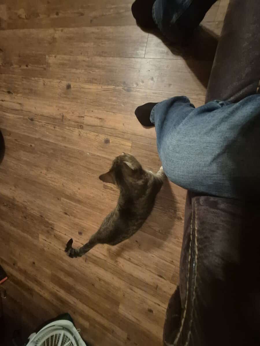 short hair cat about 15 yrs old image 4