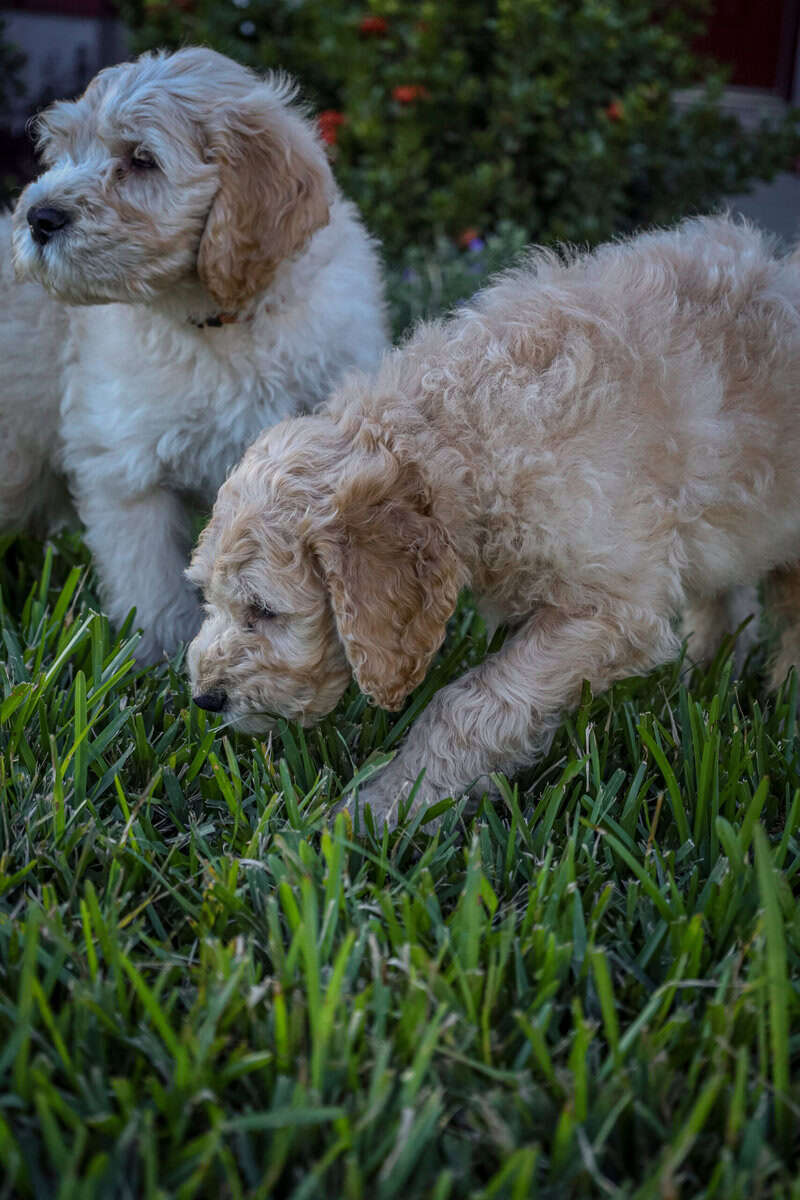 Standard Goldendoodles ready for adoption image 2