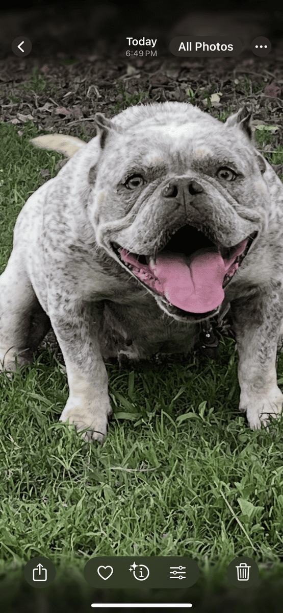 Male Tri Bully image 5