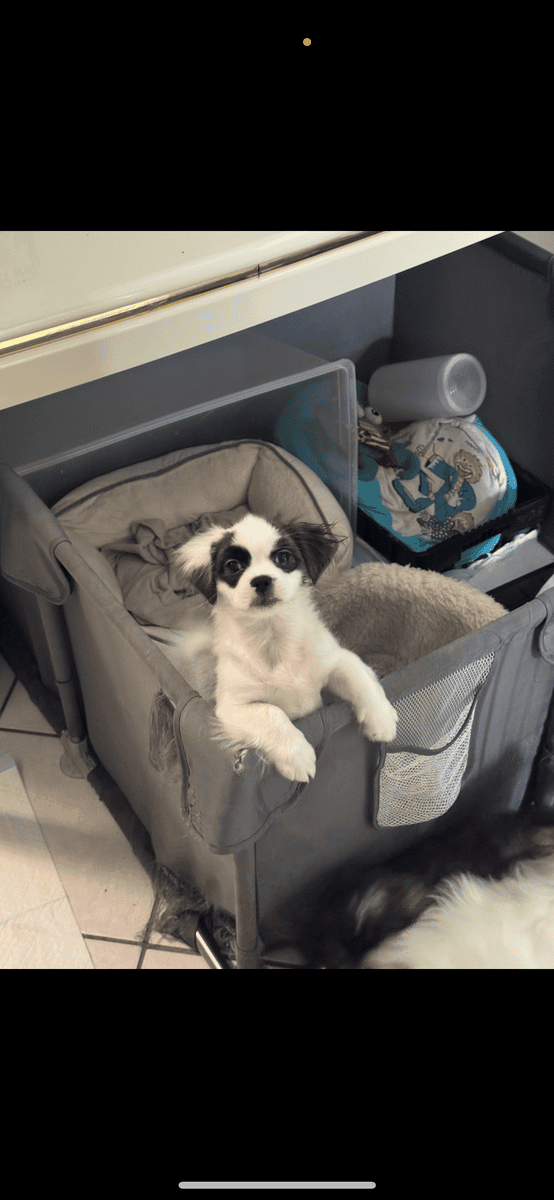 Shih Tzu Puppies image 3
