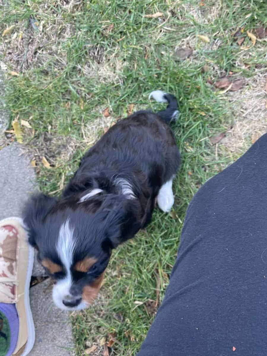 Cavalier puppies AKC tri color image 2