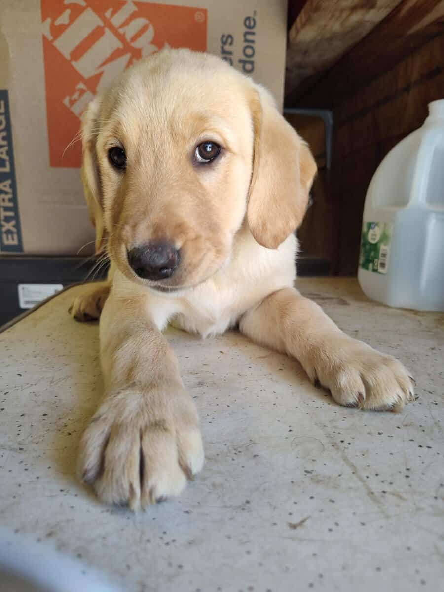 Golden Retriever and Chocolate lab pups image 7