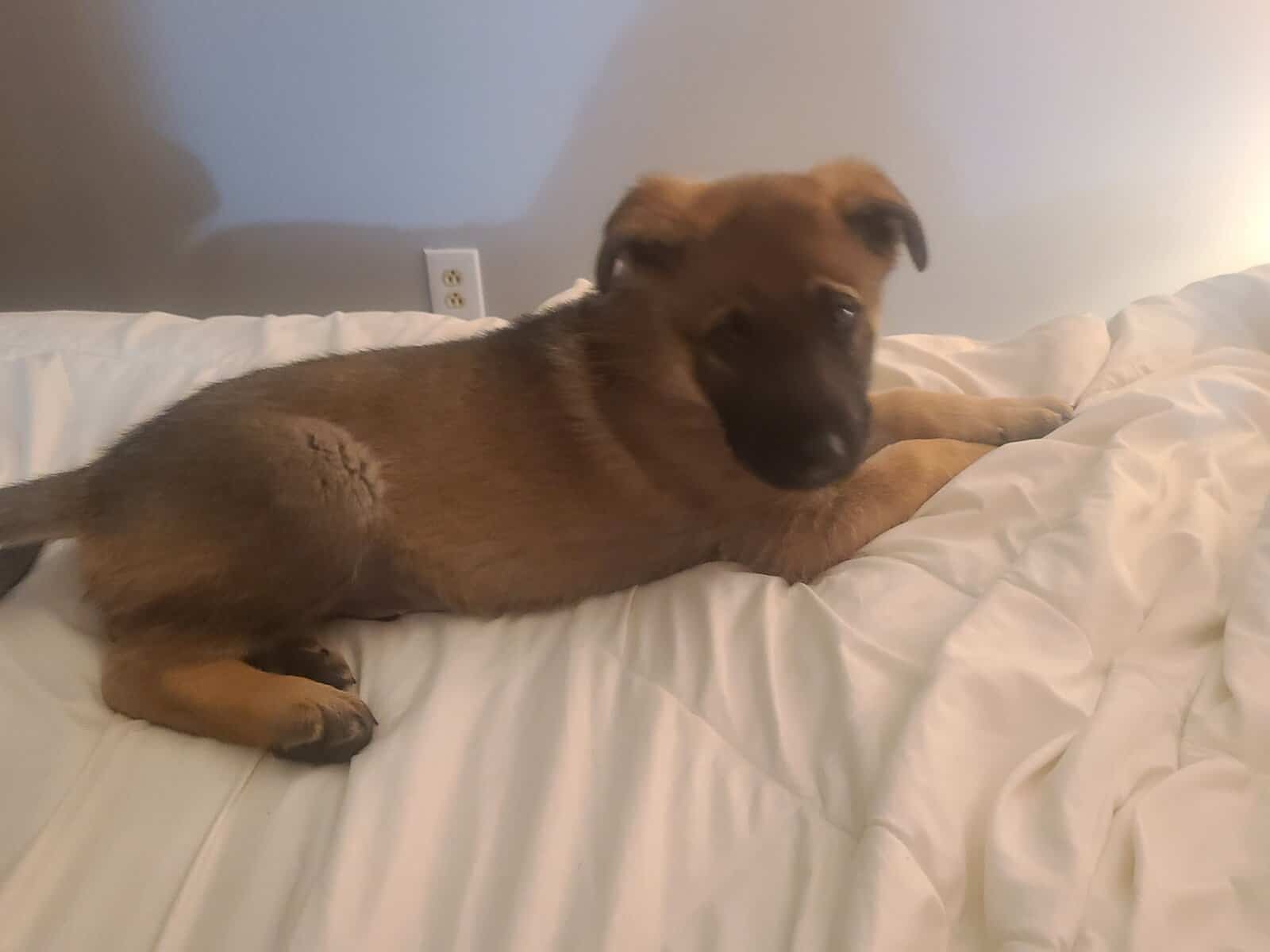 Wolf / German Shepherd Puppies - Teddy Bear image 1