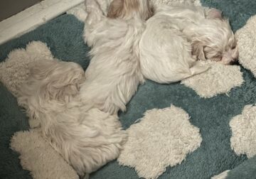 Beautiful New Havachon Puppies