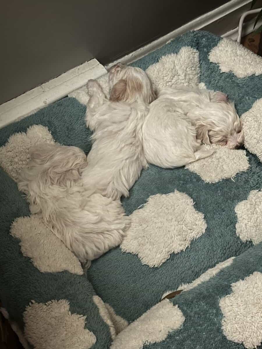 Beautiful New Havachon Puppies image 1
