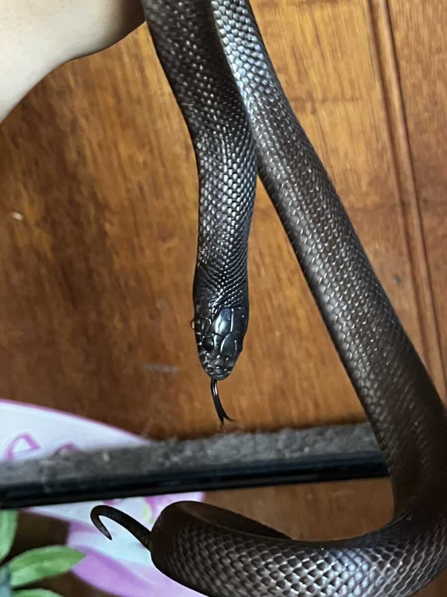 Mexican Black Kingsnake image 5