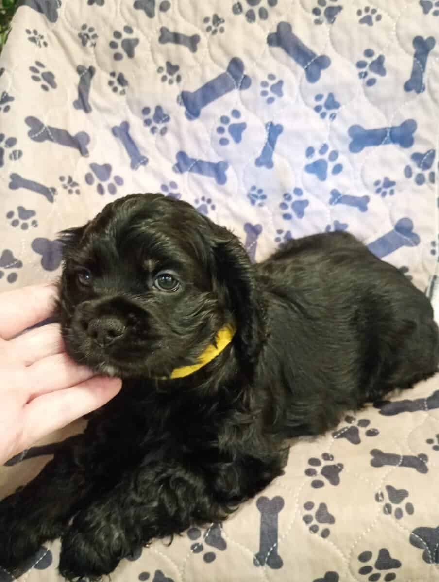 Cocker spaniel girls image 2