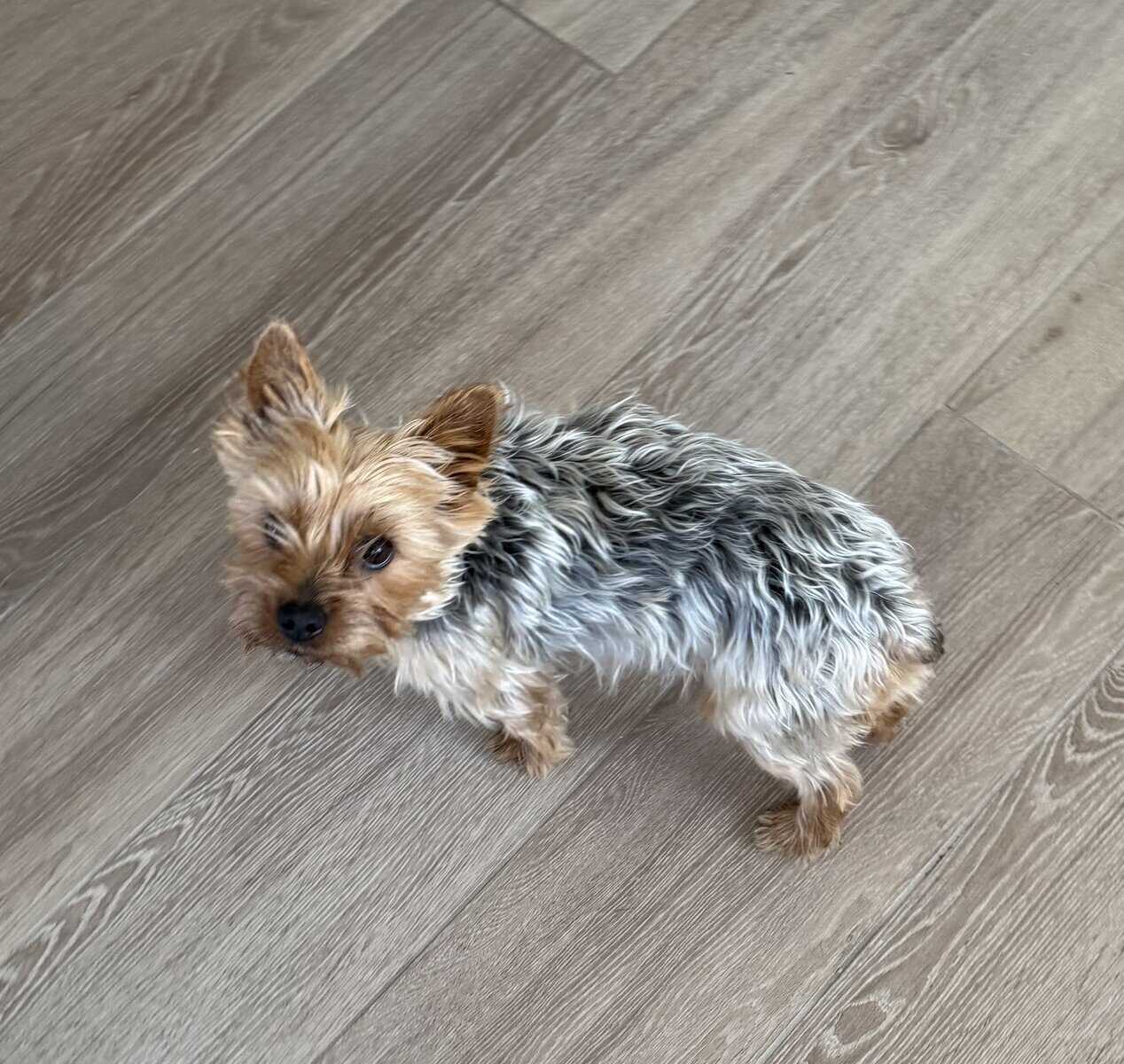Lovable Yorky for sale image 3
