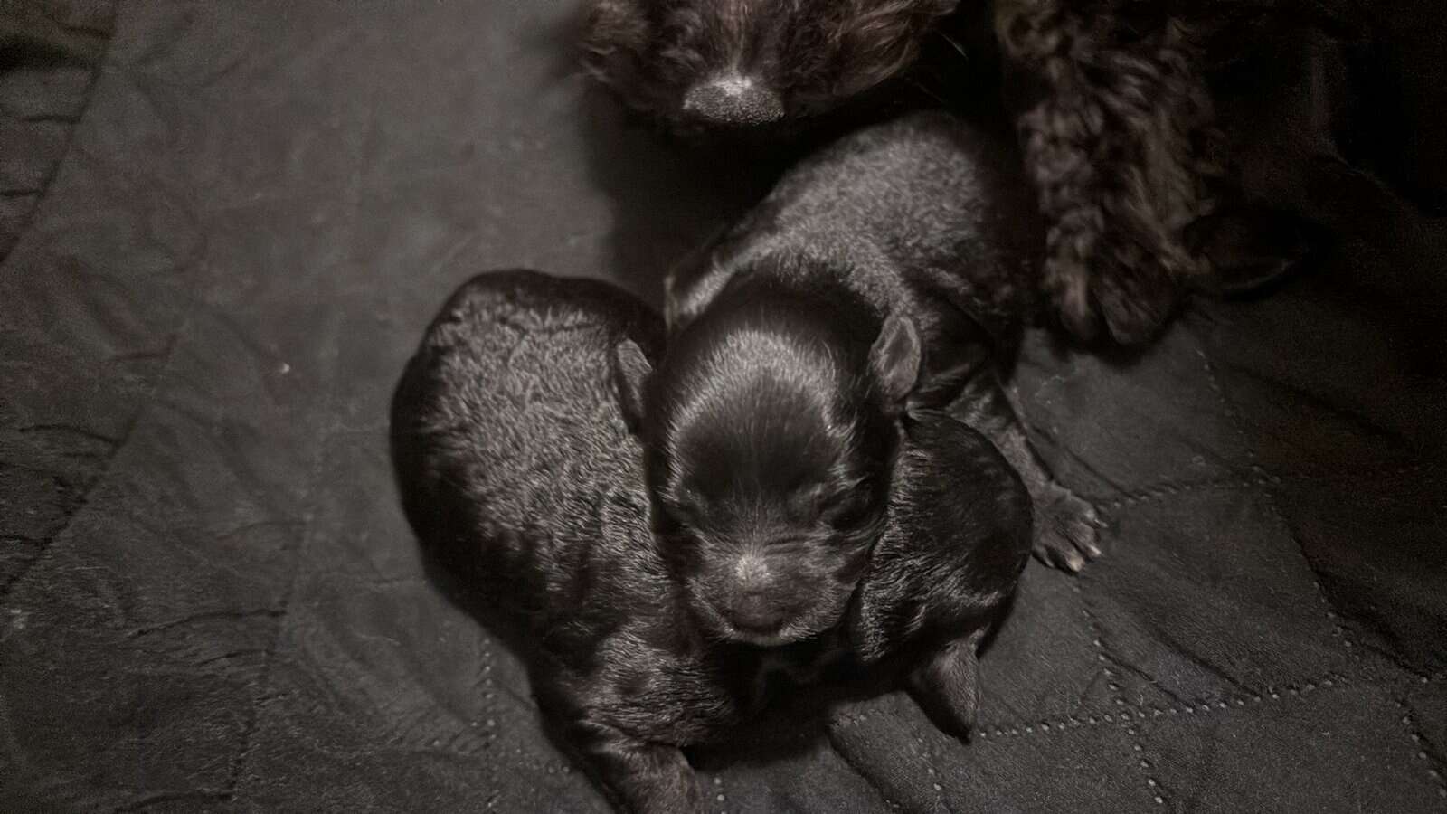 Schnoodle puppies image 1