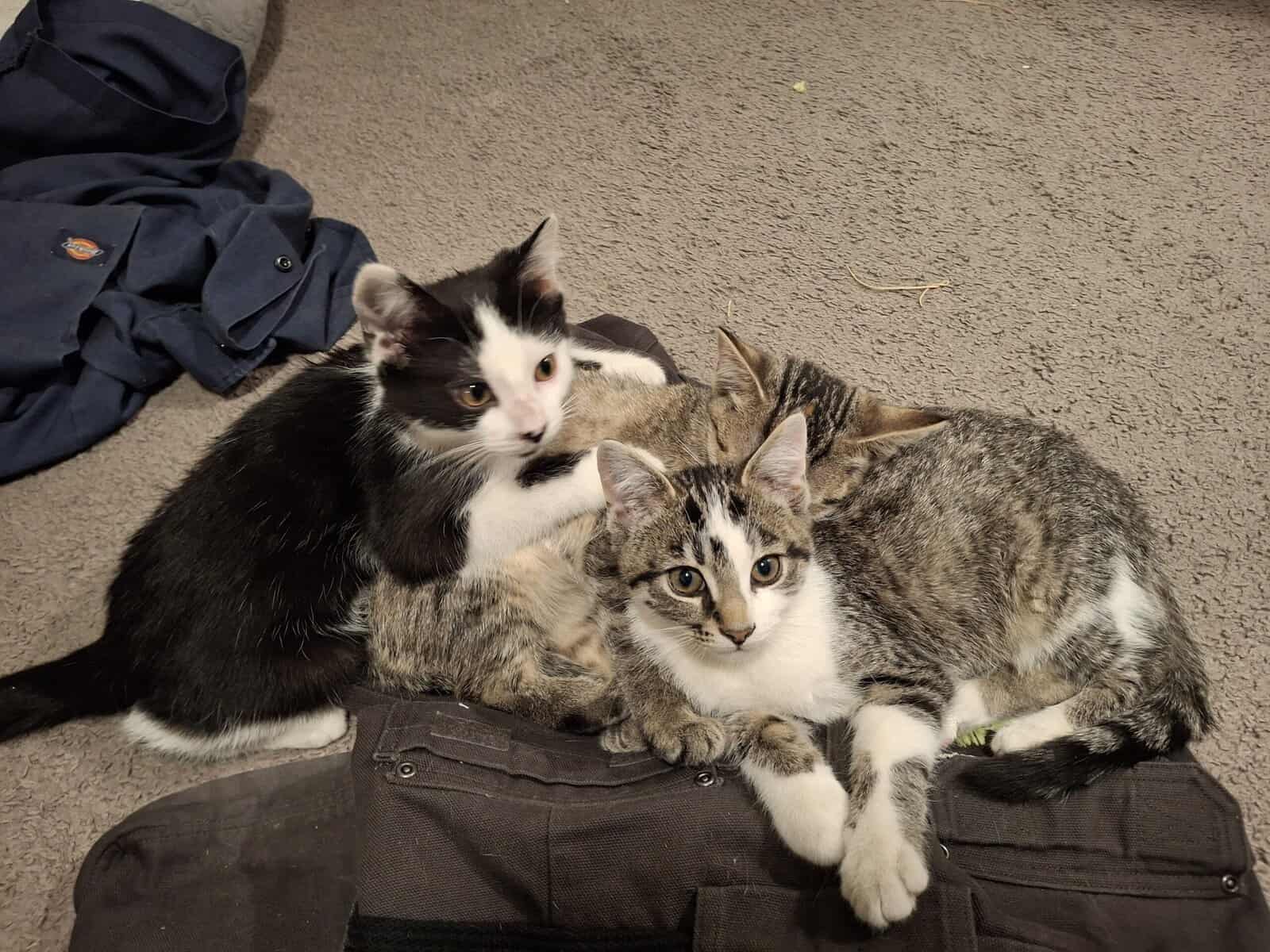 Beautiful Kittens image 4