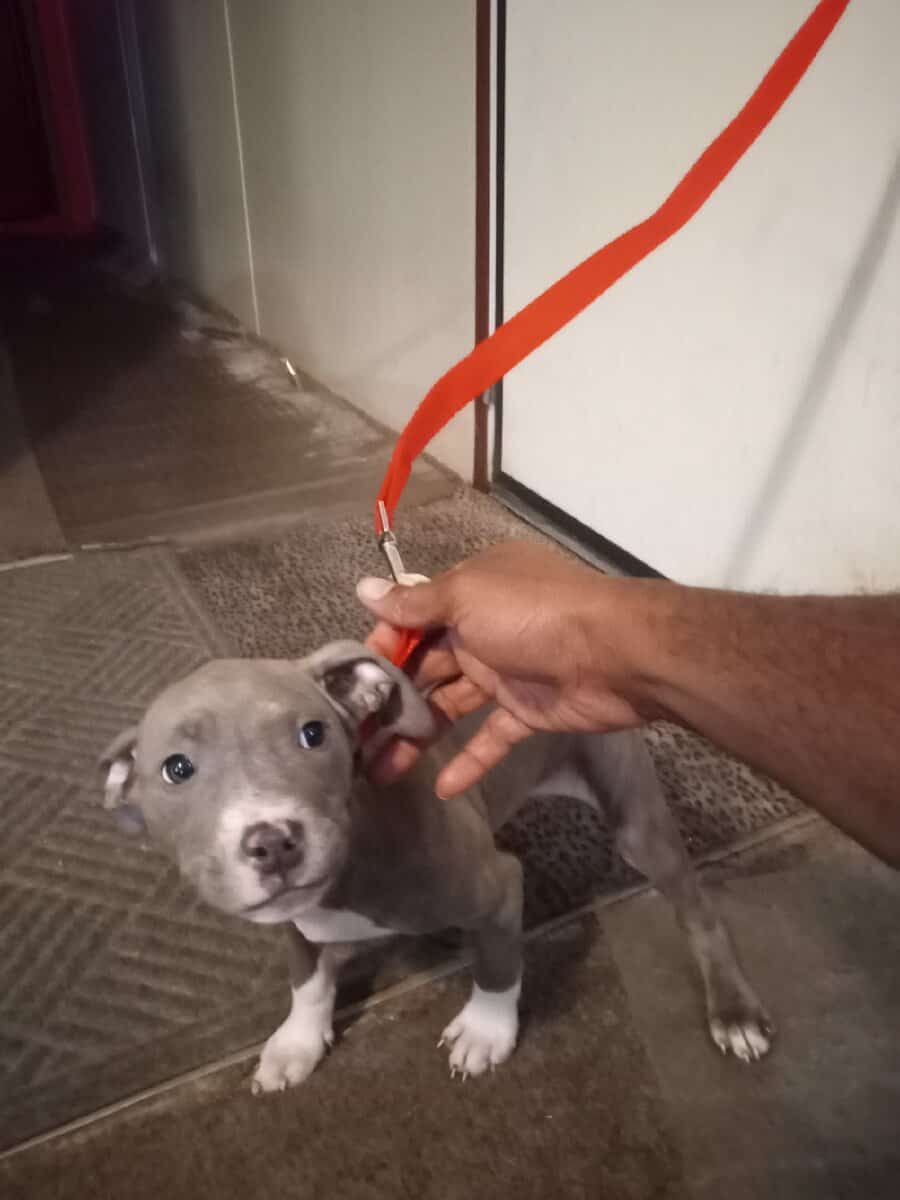 American pitbull terriers puppies image 1