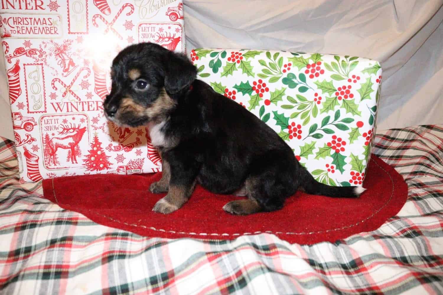 Merle doodle/blue heeler mix image 6