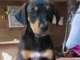 Sally James looking for her perfect family.