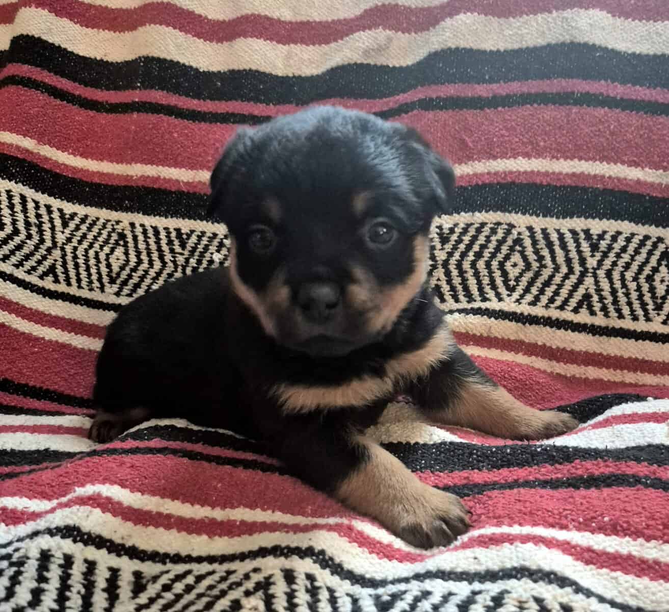 German rottweiler puppies image 8