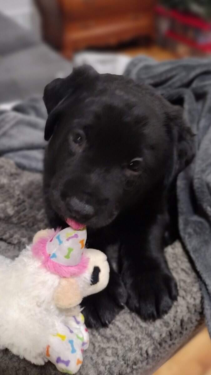 3 Black Lab/ boarder Collies male 8 weeks image 2