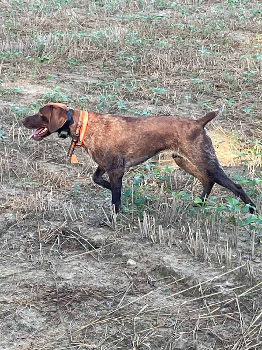 German Shorthaired Pointer Puppies image 5
