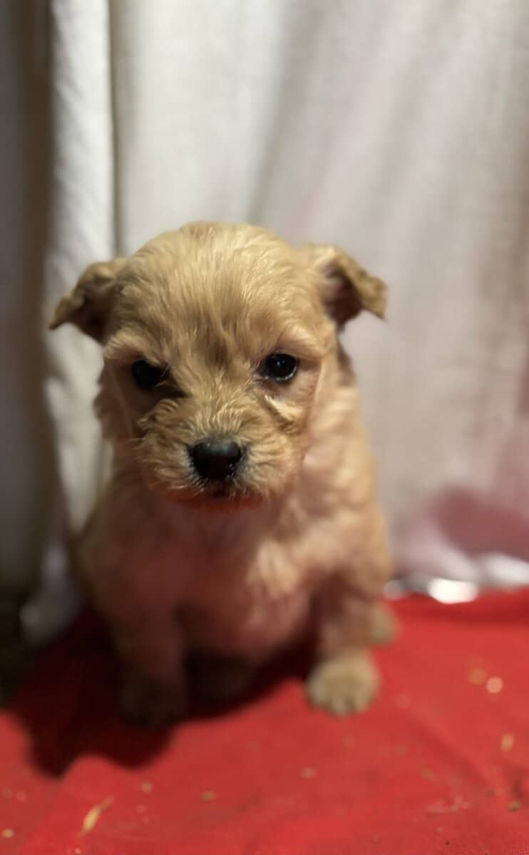 Golden Retriever/Doodle Puppies image 9