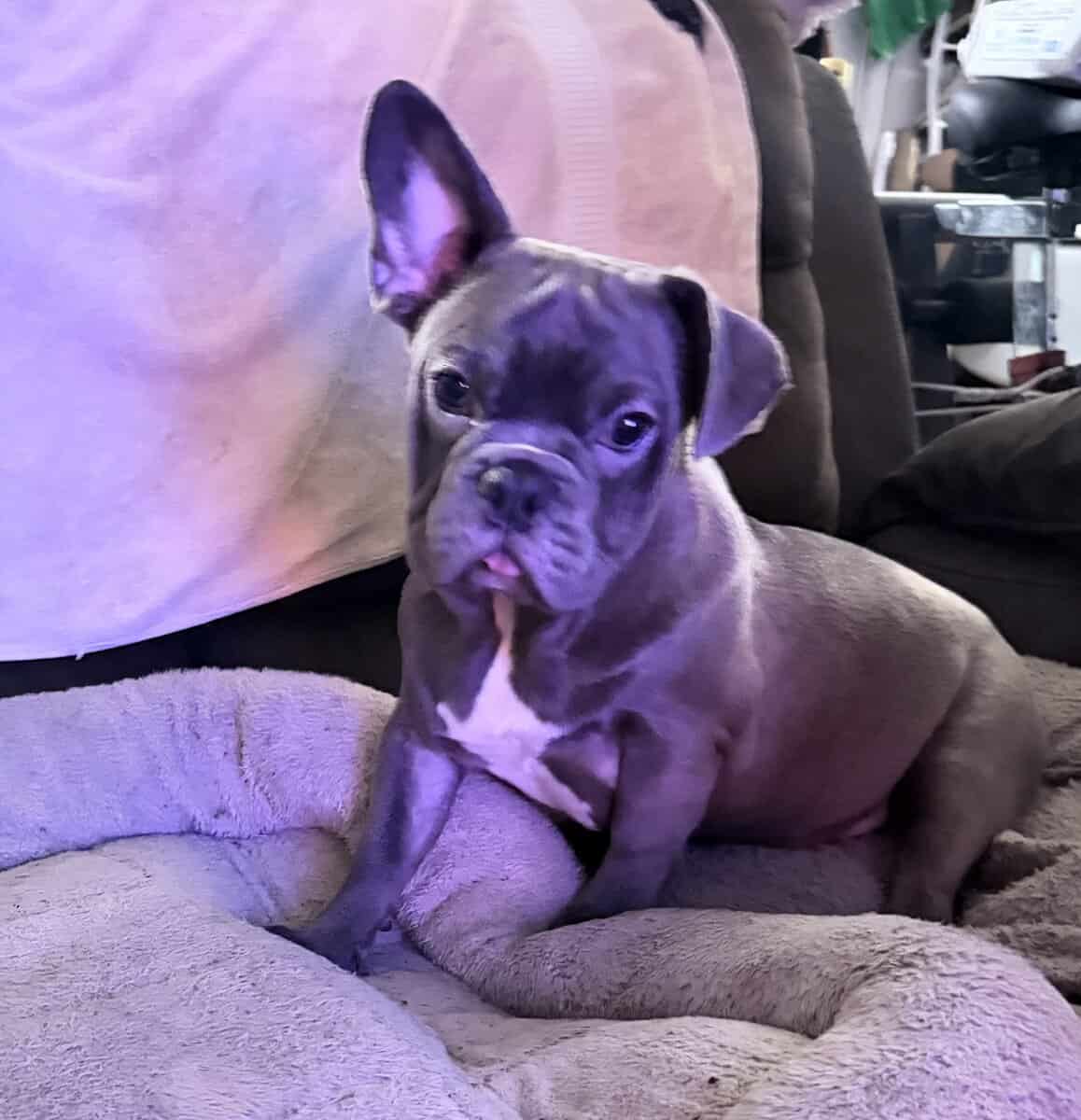 French Bulldog For Sale “Ippo” image 1